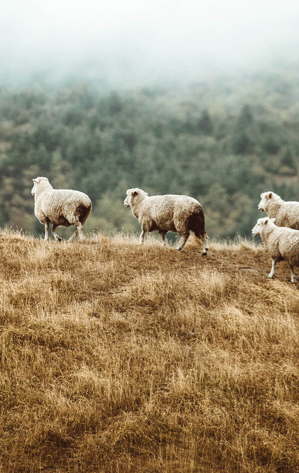 Pastoral Ministry in a Smaller Church primary image