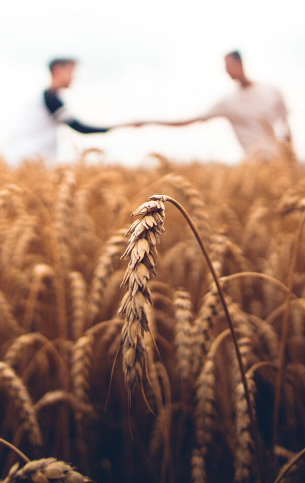 Training for the Harvest Field primary image